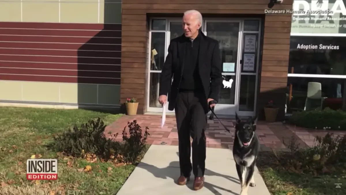 Major, uno de los pastores alemanes de Biden, se convierte en el primer perro adoptado que vivirá en la Casa Blanca