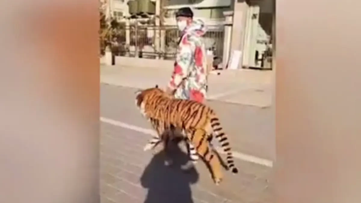 Desconcierto absoluto por un 'tigre' que está siendo paseado en plena ciudad