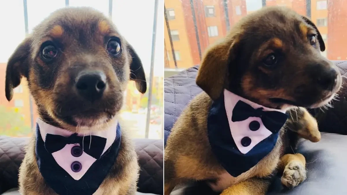 El cachorrito que se puso un esmoquin para ser adoptado, pero se quedó sin hogar