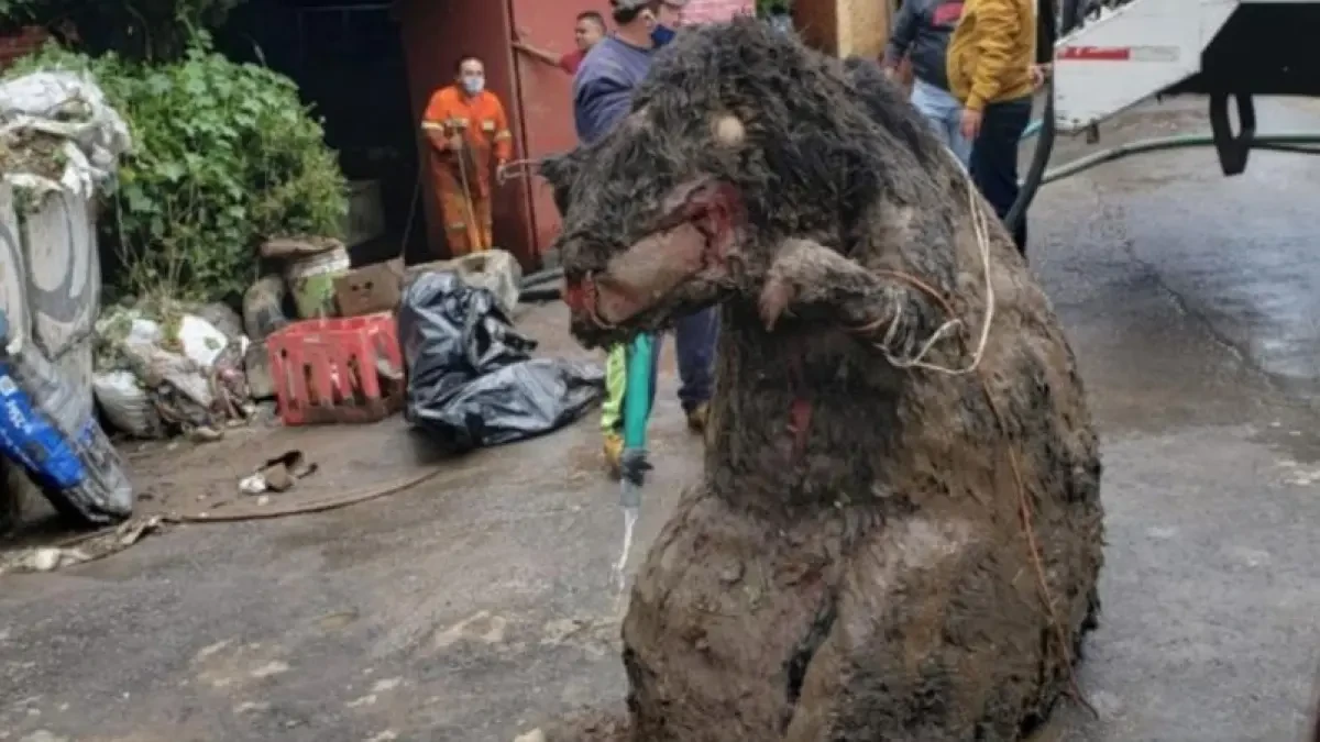 Una impactante 'rata' gigante tapona un canal de drenaje tras unas inundaciones