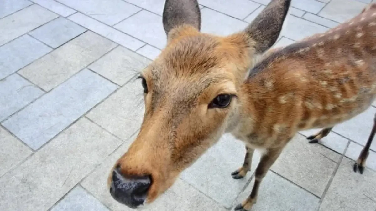 Los famosos ciervos de Nara, desnutridos por la falta de turistas