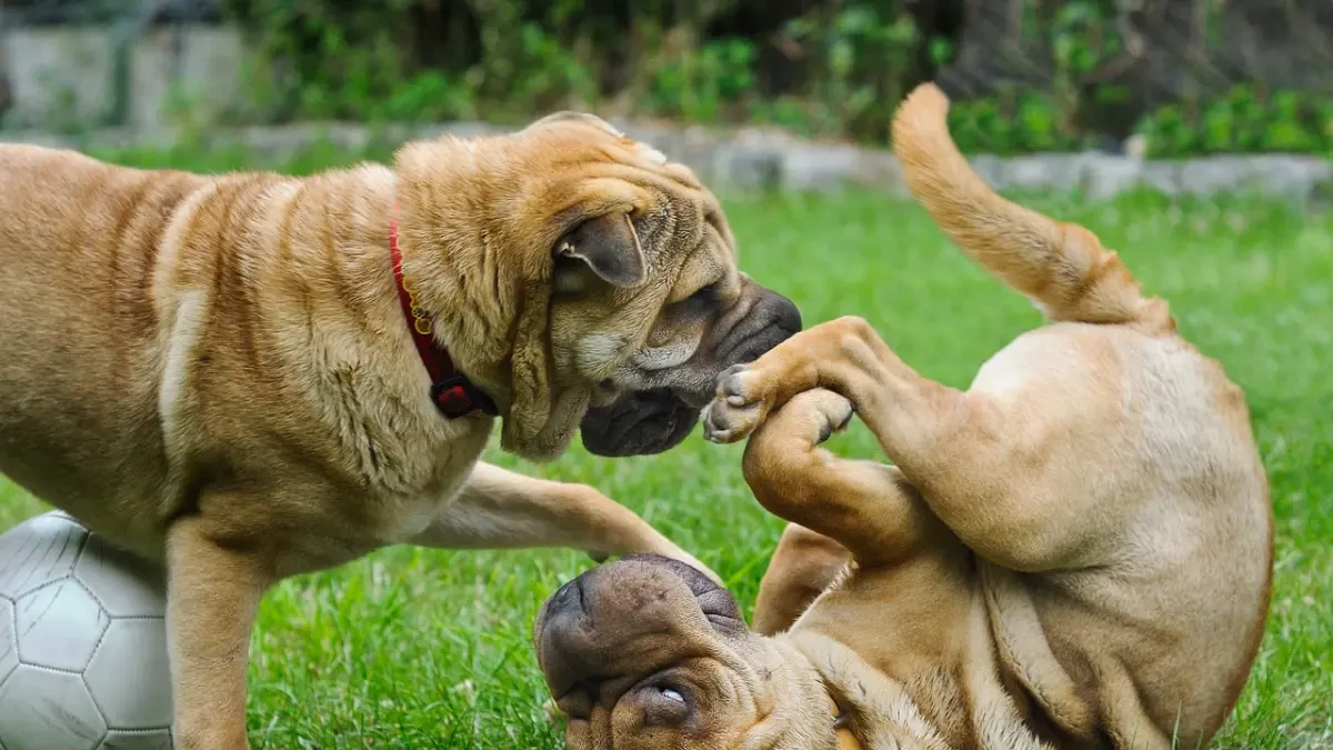 Consejos para sumar con éxito un segundo perro a la familia
