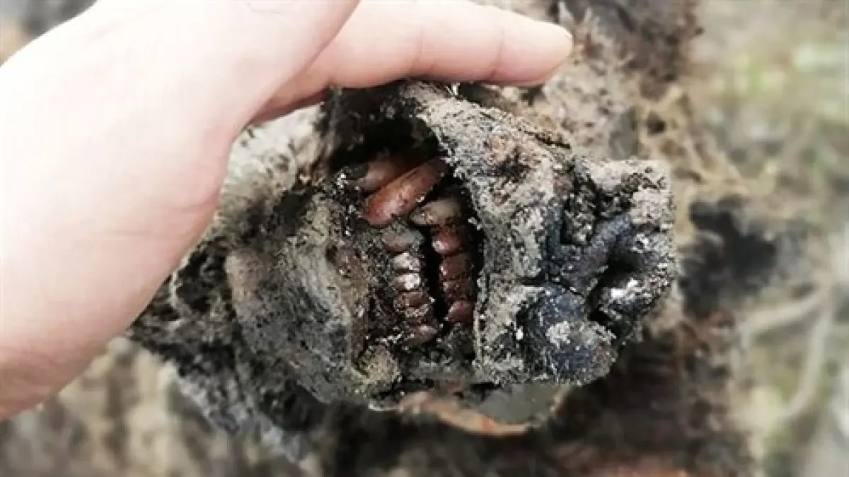 Hallado intacto el primer oso de las cavernas de hace más de 22.000
