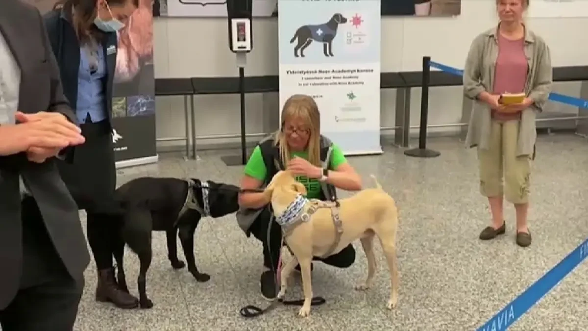 El aeropuerto de Helsinki tiene un proyecto piloto con 15 perros para detectar coronavirus