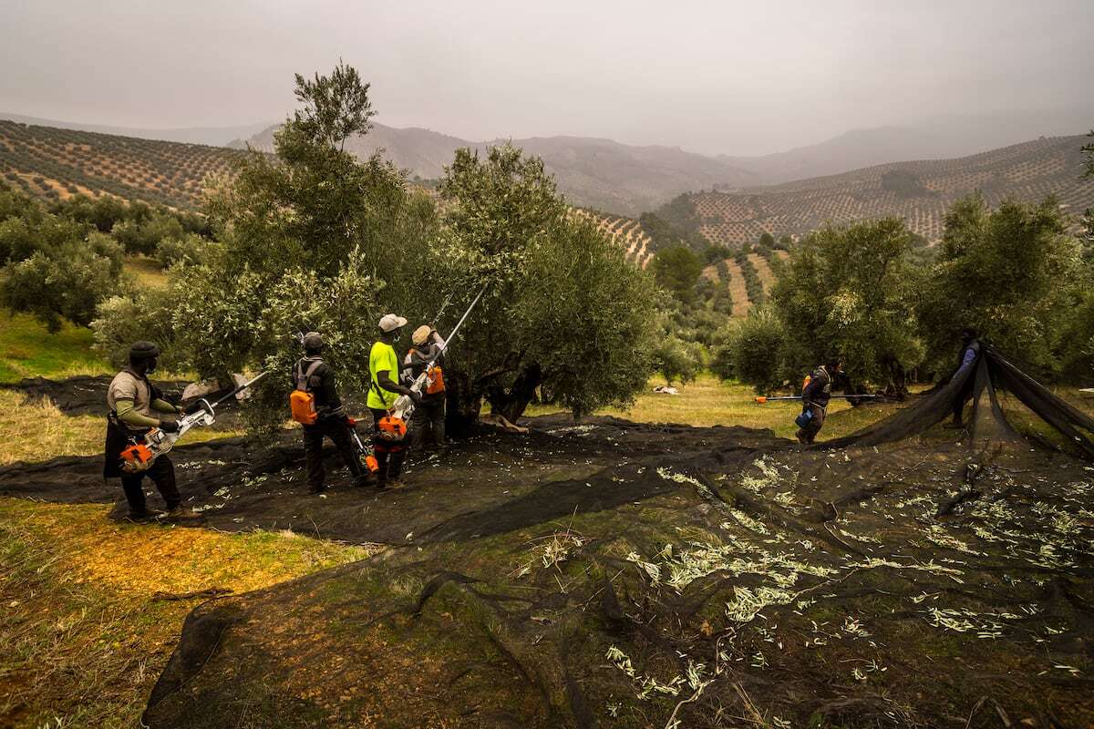 La producción de aceite de oliva crecerá casi un 50% esta campaña y abre el camino a una bajada de precios