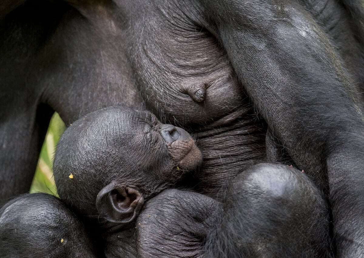 ¿Por qué las mujeres son el único primate con los pechos aumentados?