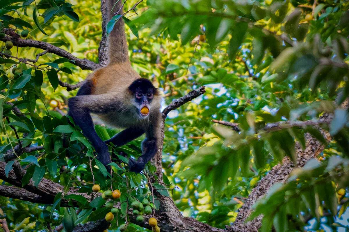 Mariposas que se emborrachan y pájaros muertos tras volar ebrios: los animales también consumen alcohol