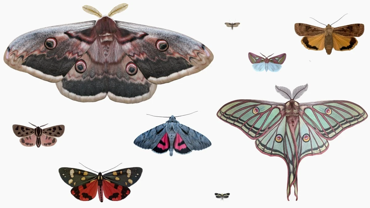 Polillas gigantes: las increíbles sorpresas de unas mariposas que no merecen ser aplastadas con una zapatilla