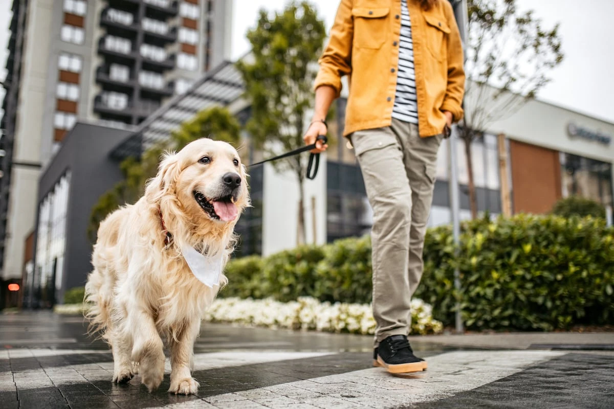 ¿Qué perros son más urbanitas y cuáles se adaptan peor a la ciudad?