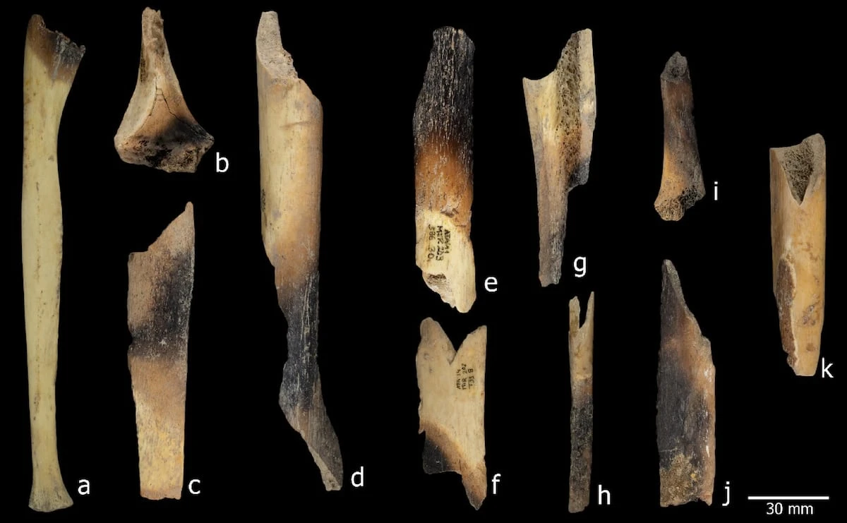 Desollados, descuartizados y comidos por las tribus rivales: hallados restos de canibalismo en Atapuerca hace 5.500 años