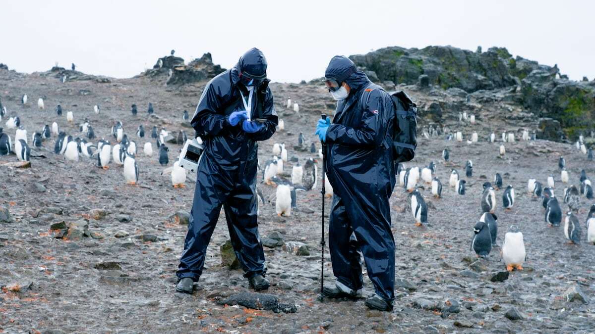 Dentro de las pingüineras invadidas por la peste en la Antártida