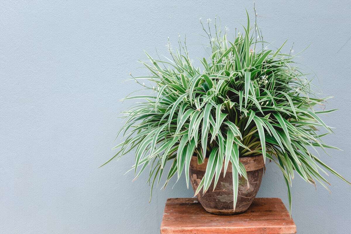 Cinta, clorofito, malamadre o lazo de amor: una atractiva cascada vegetal con un aguante magistral