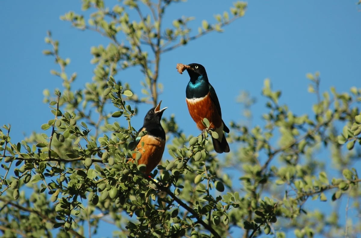 Estos pájaros establecen lazos de amistad para ayudarse a criar sus polluelos