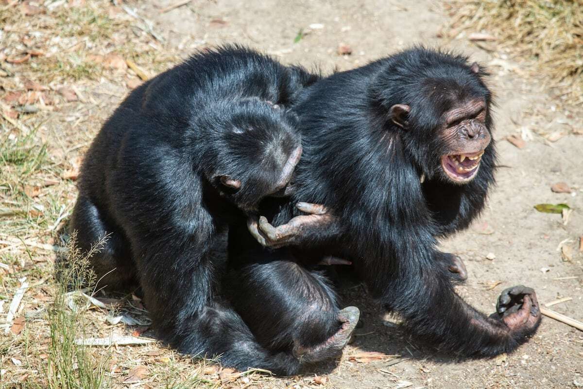 Los chimpancés y los bonobos muestran por qué el sexo no solo sirve para reproducirse