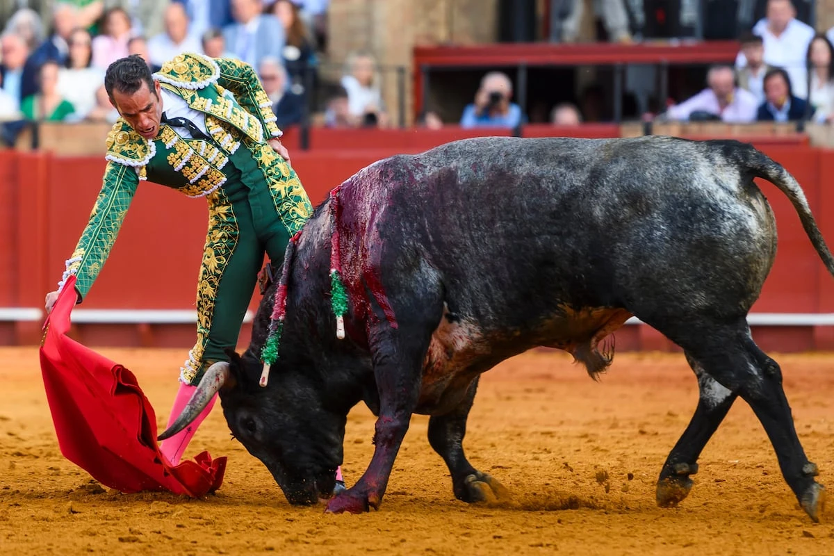 Pepe Moral, torero: el miedo al olvido envalentona el ánimo