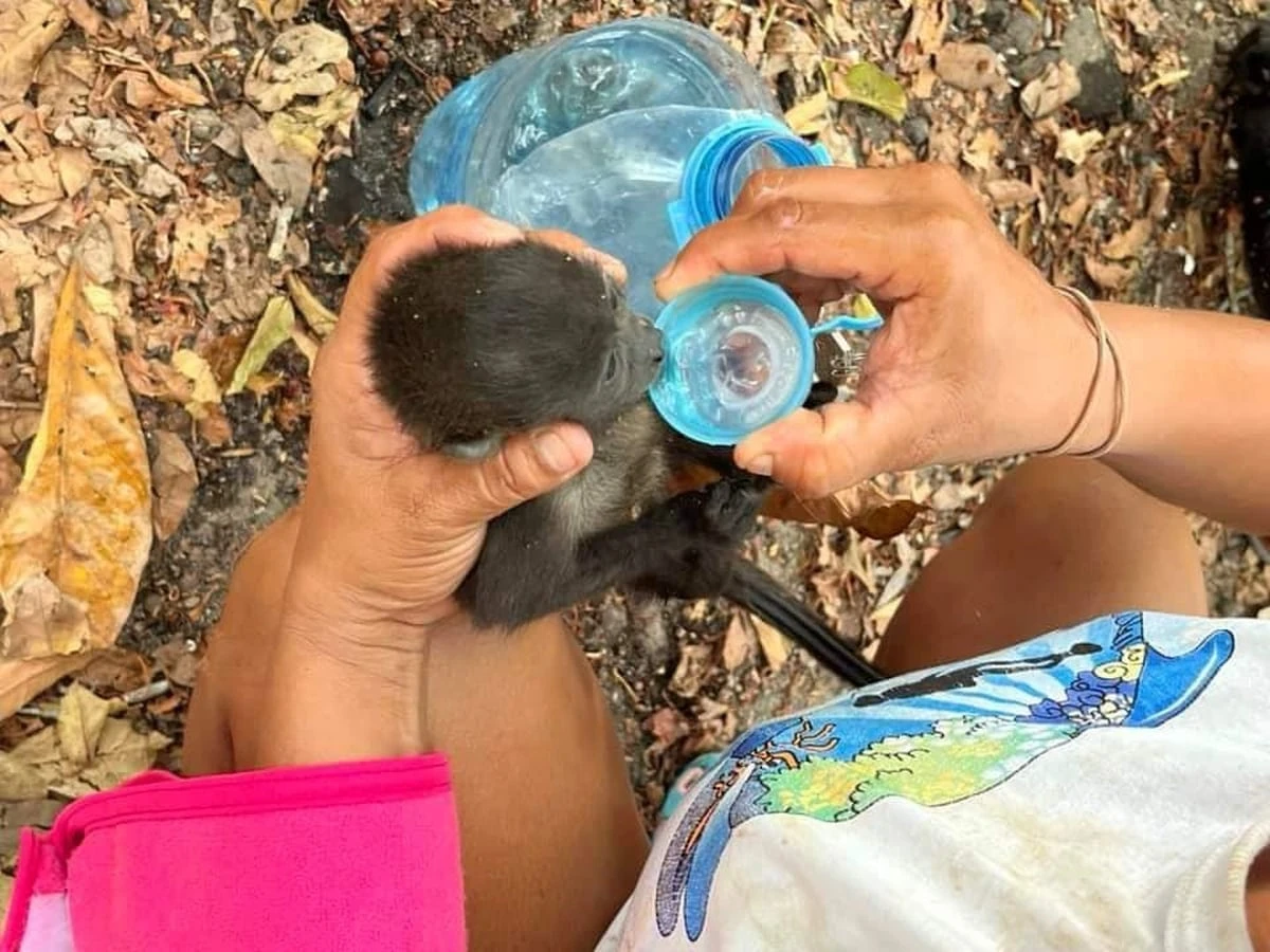 Miles de especies estuvieron expuestas en 2024 a un calor que nunca habían sufrido