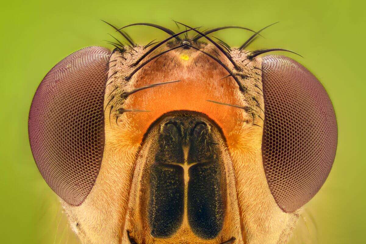 La mayoría de los agroquímicos dañan a los insectos sin ser insecticidas