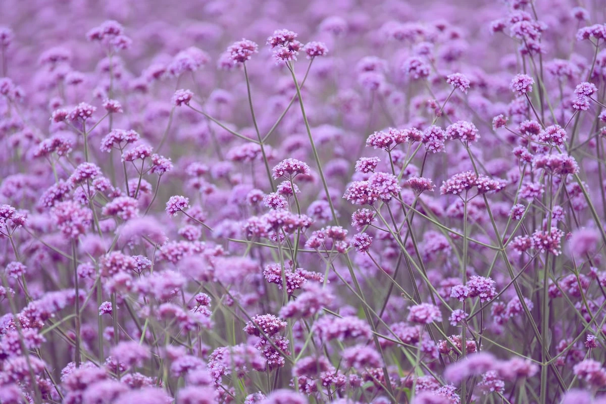 Tríada de verbenas, un motivo de alegría en cualquier jardín