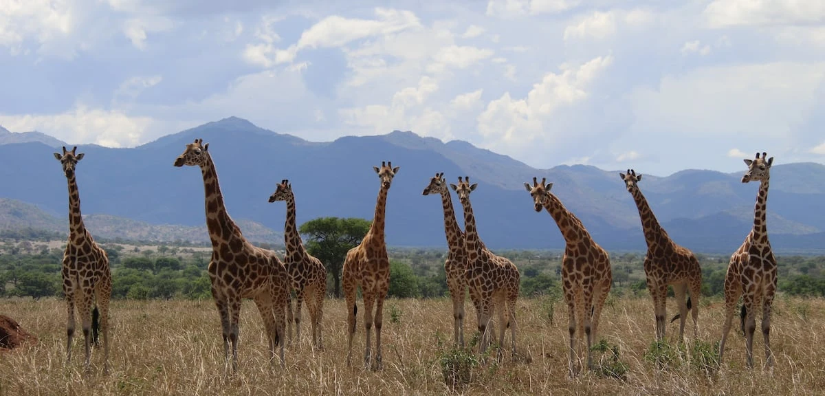 Una reclasificación científica histórica descubre que existen cuatro especies de jirafas
