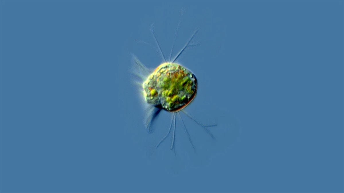 El primer ‘virívoro’: un organismo que se puede alimentar solo de virus, hasta un millón al día