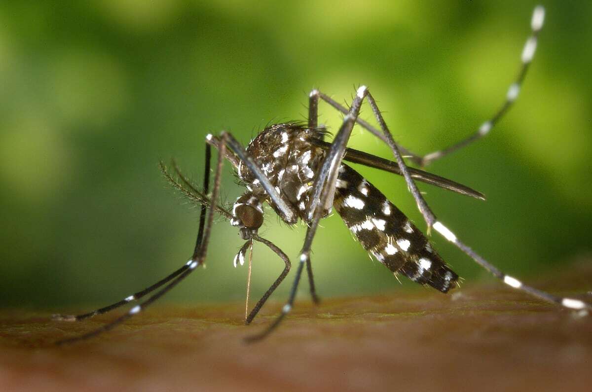 Ascienden a ocho los casos de dengue en el brote de Tarragona, que ya es el mayor registrado en España