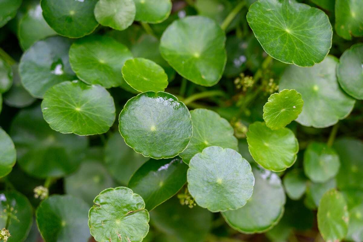 Pilea o planta china del dinero: puede que no traiga la riqueza a tu hogar, pero sí belleza