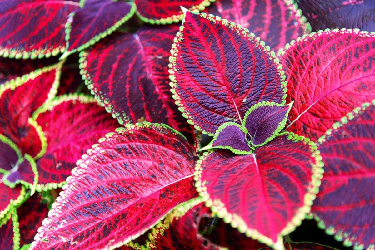 Jardinería emocional: cuando las flores y plantas hacen brotar recuerdos