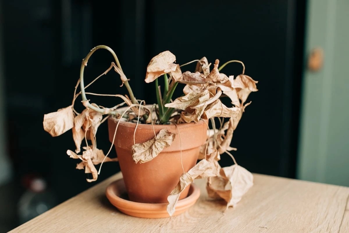 Las ‘apps’ más útiles para que no se te mueran las plantas: de recordarte el riego a medir la luz