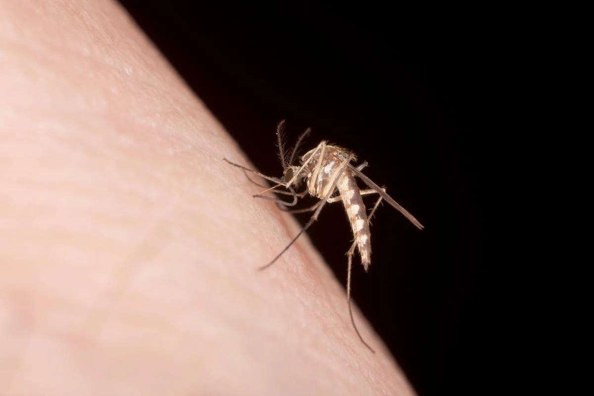 Por qué los mosquitos te pican más a ti (y qué hacer para evitarlo este verano)