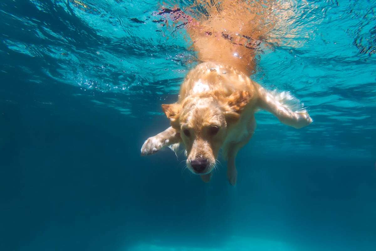 ¡Al agua, perros!, las razas más acuáticas y cómo tener un baño seguro en verano