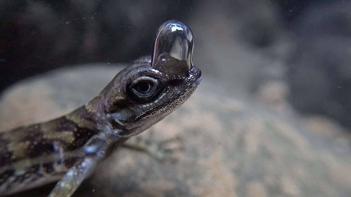 La estrategia del ‘lagarto buceador’: formar burbujas para respirar bajo el agua y evitar a los depredadores