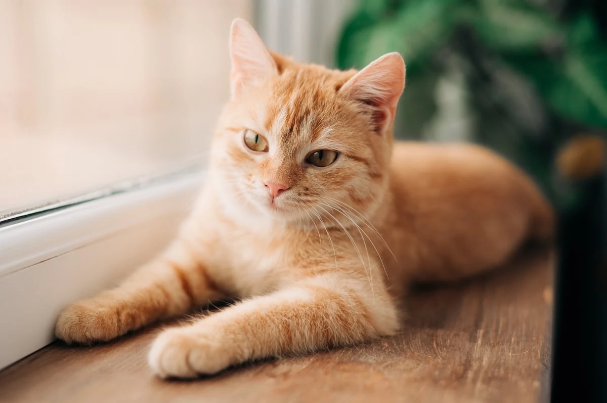 Resuelto el misterio de los gatos naranjas: un gen explica por qué casi todos son machos