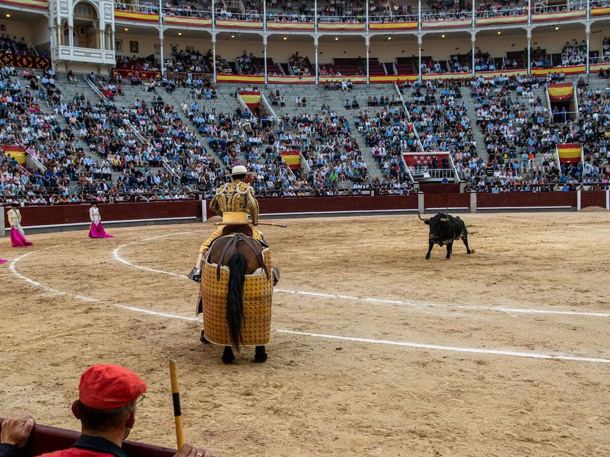 El toro bravo, un bello y poderoso objeto de desamparo