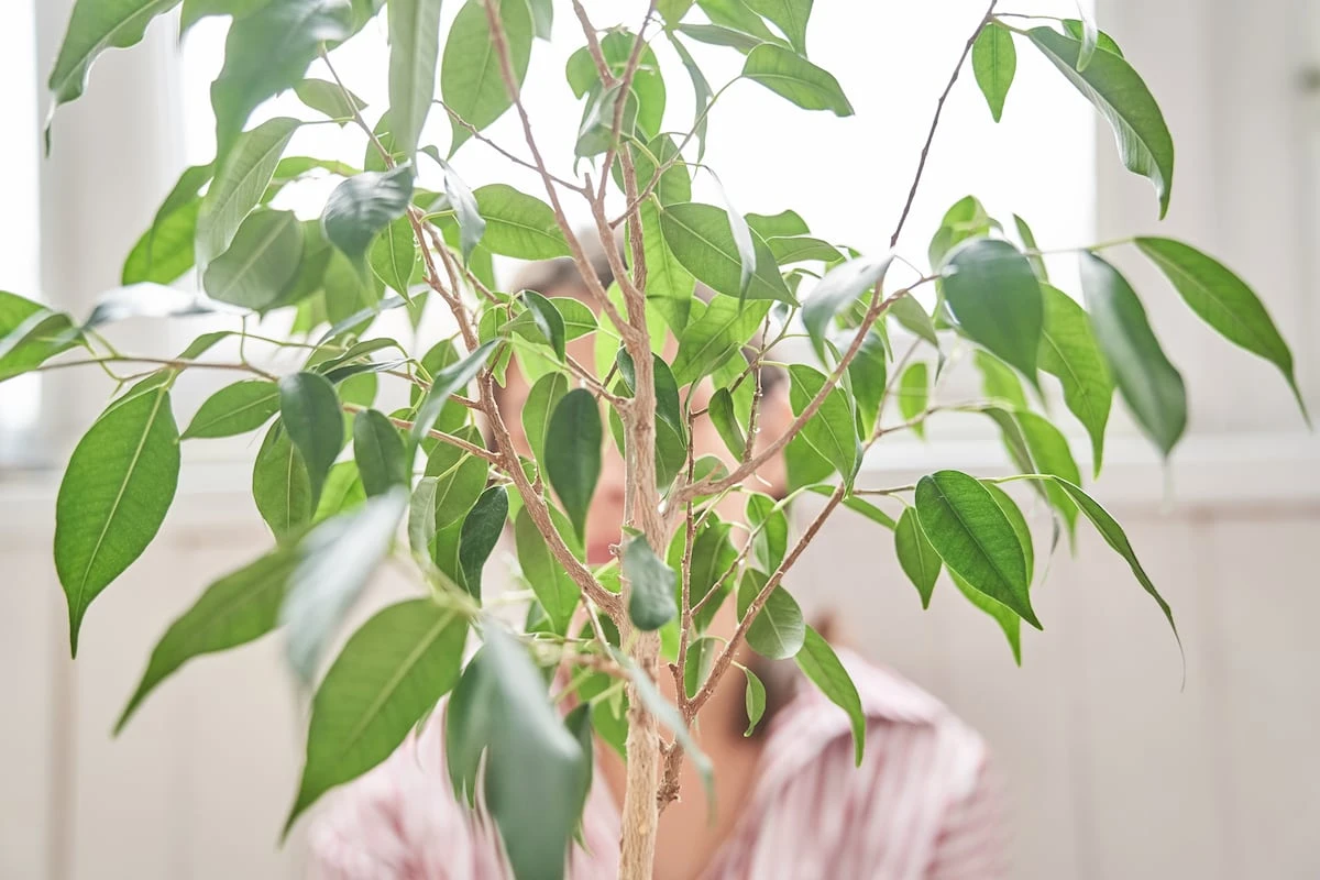 Hojas caídas, manchas en los bordes... ¿Qué hago si mi planta está enferma?
