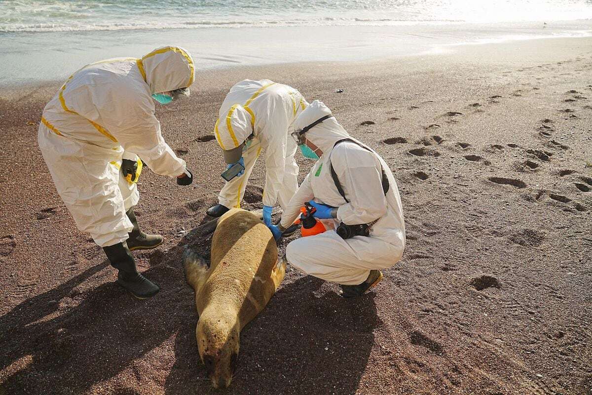 La muerte masiva de lobos marinos por gripe aviar sugiere que el virus puede estar saltando entre mamíferos en la naturaleza