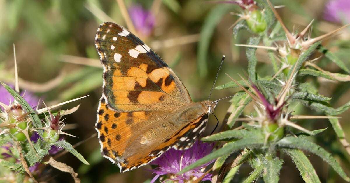 ¿Por qué ya no vemos tantas mariposas ni mosquitos en el parabrisas?