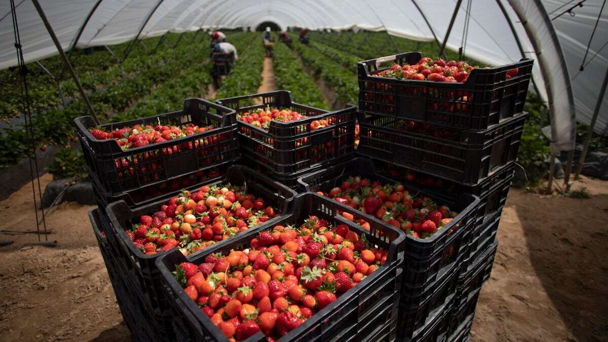 WWF calcula que 30.000 toneladas de frutos rojos de cultivos ilegales en Huelva se comercializarán en Europa