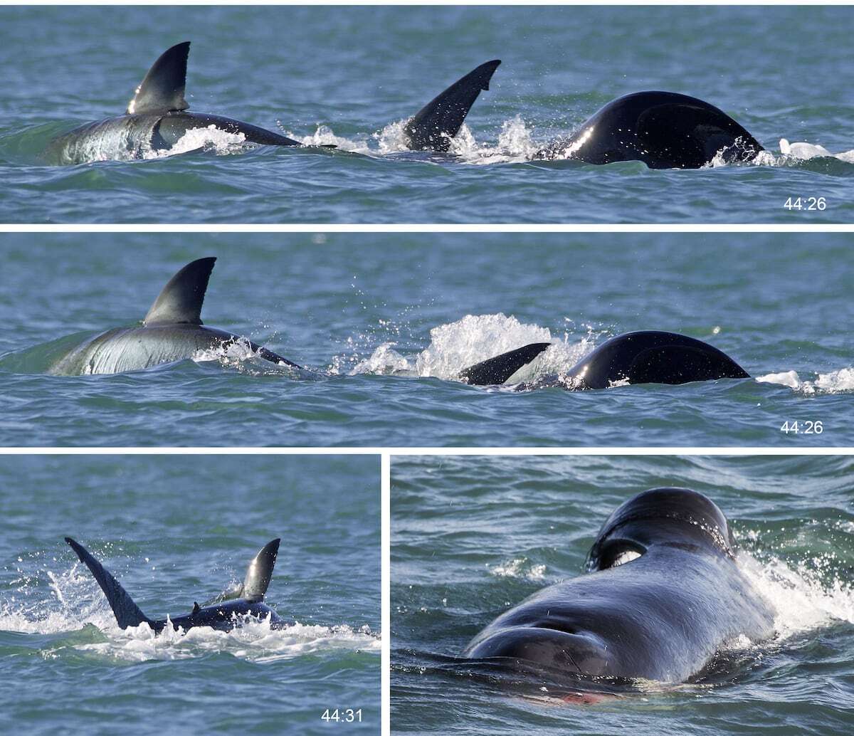 Una orca devora sola a un tiburón en dos minutos y desafía los hábitos de la caza grupal