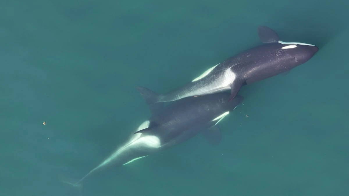 Cómo las orcas fabrican herramientas con algas marinas para acicalarse las unas a las otras