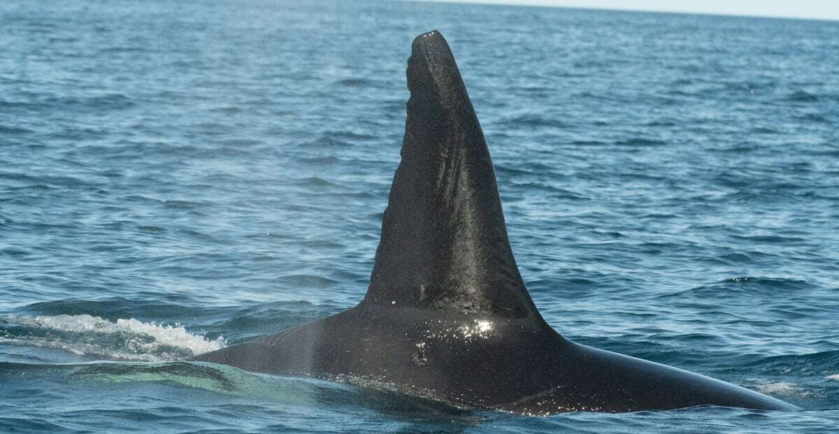 La ingeniosa técnica de ‘Moctezuma’ y su banda de orcas para cazar tiburones ballena en México