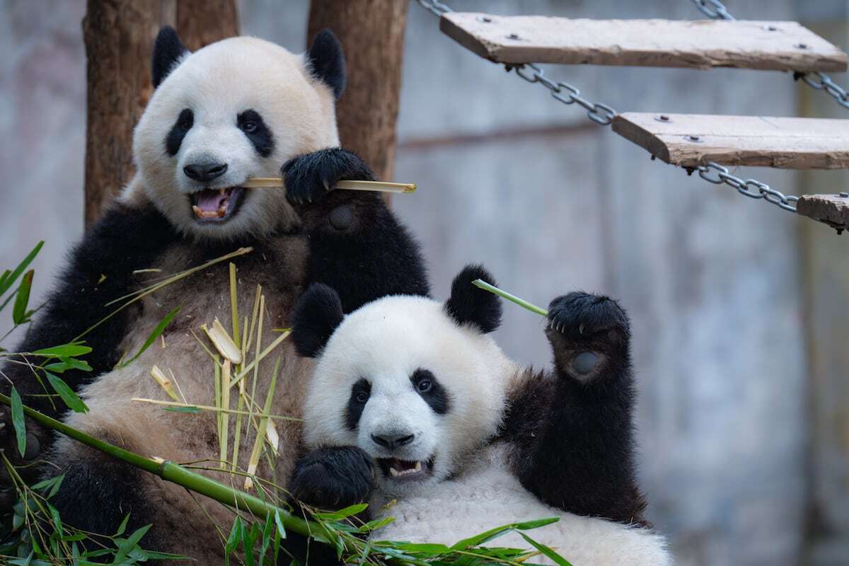 Por qué el panda no come carne: las moléculas del bambú iluminan el origen de su dieta vegetal