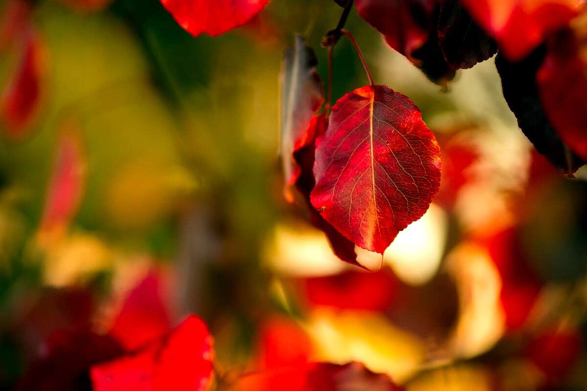 Diario de un paseo de otoño: así cambian los árboles con la nueva estación