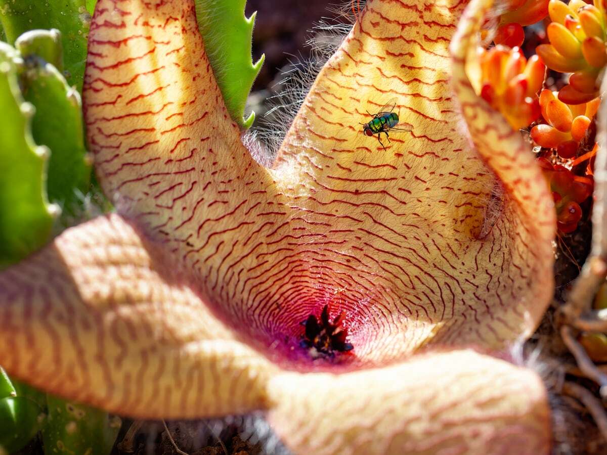 Plantas que apestan (pero también guardan sorpresas)