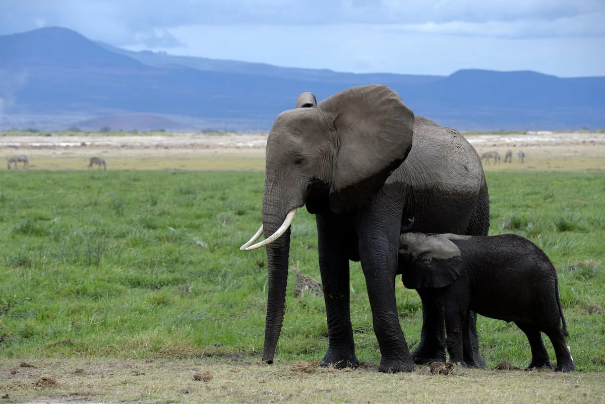 Los animales que desmontan el mito del instinto maternal