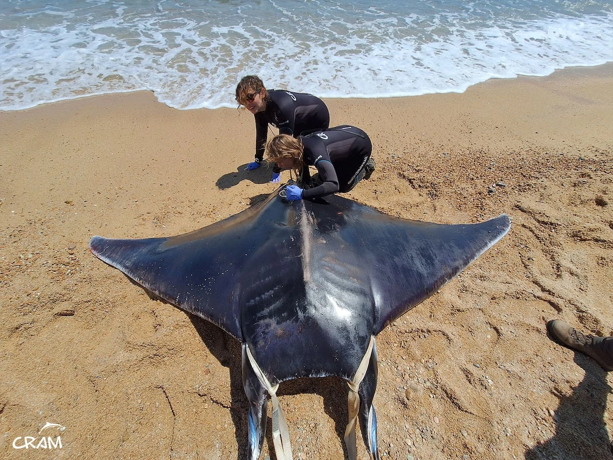 Varamientos inusuales de mantas en las playas españolas: han aparecido 20 esta primavera