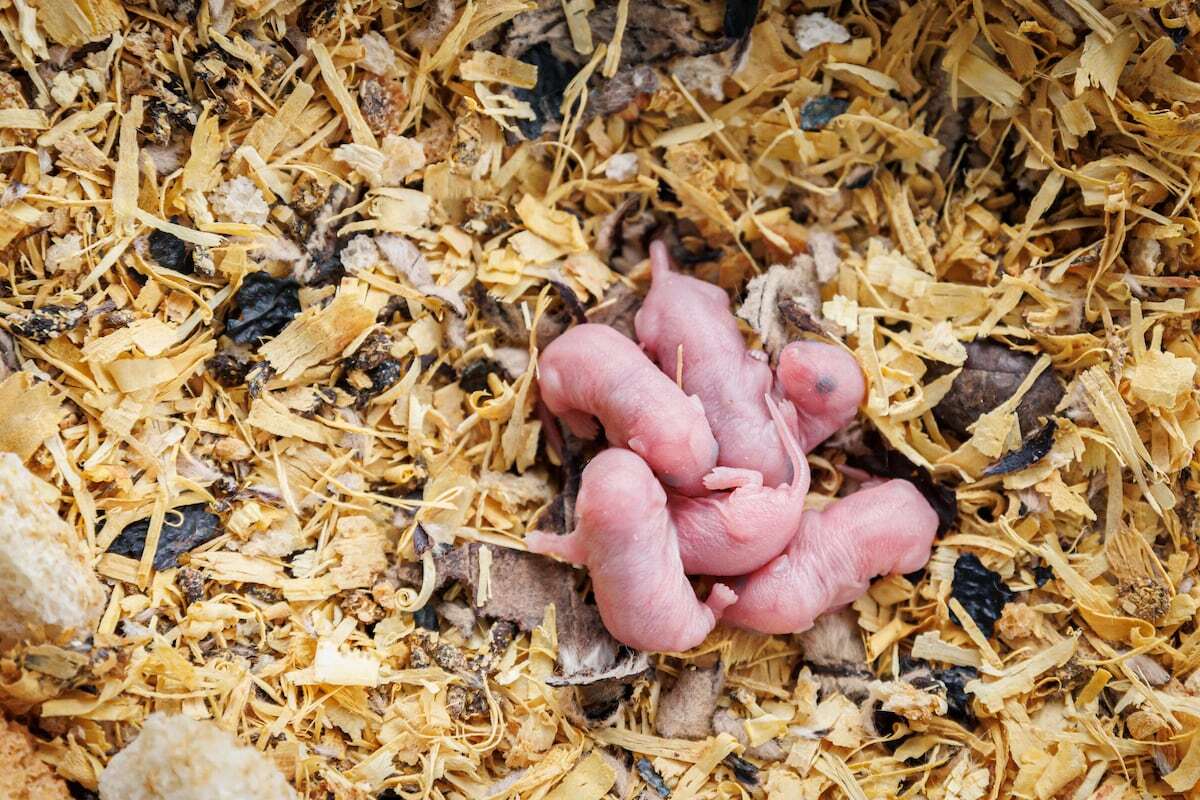 Una nueva técnica logra salvar uno de los obstáculos para que dos machos puedan tener crías