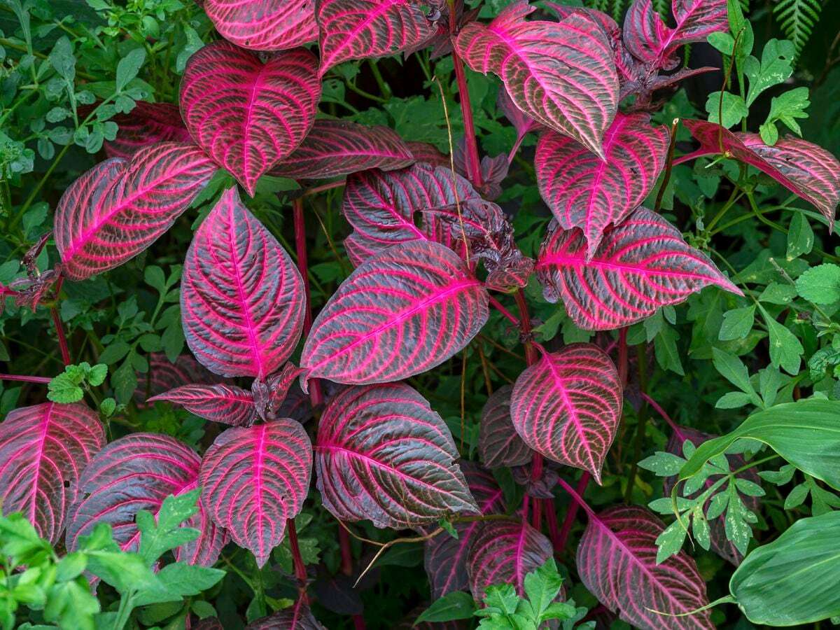 ¿Quieres añadir color al jardín? Incorpora plantas de hojas rojas