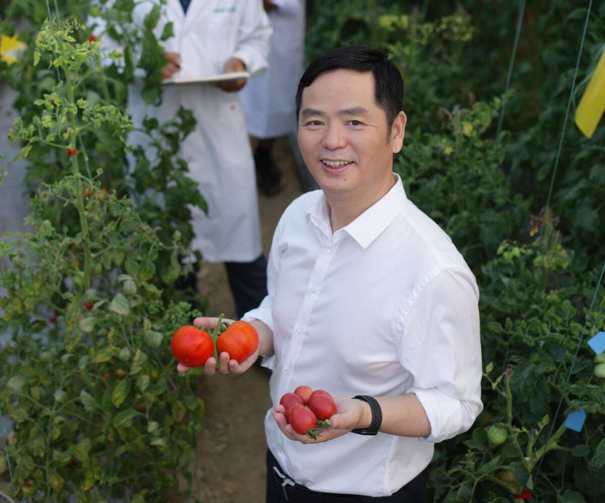 Un equipo de genetistas descubre la tecla para aumentar el sabor de los tomates sin reducir su tamaño