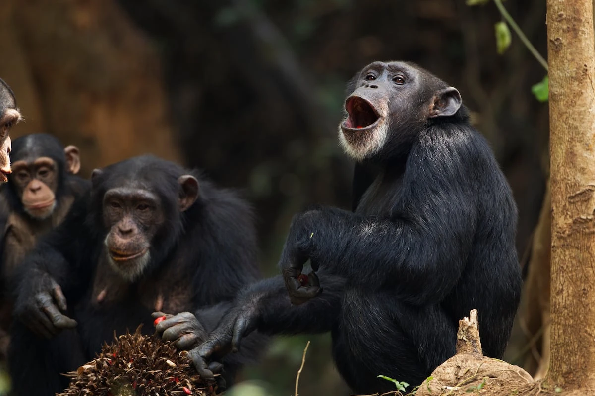 Gritos, gruñidos y percusión rítmica: los chimpancés combinan sonidos como palabras humanas