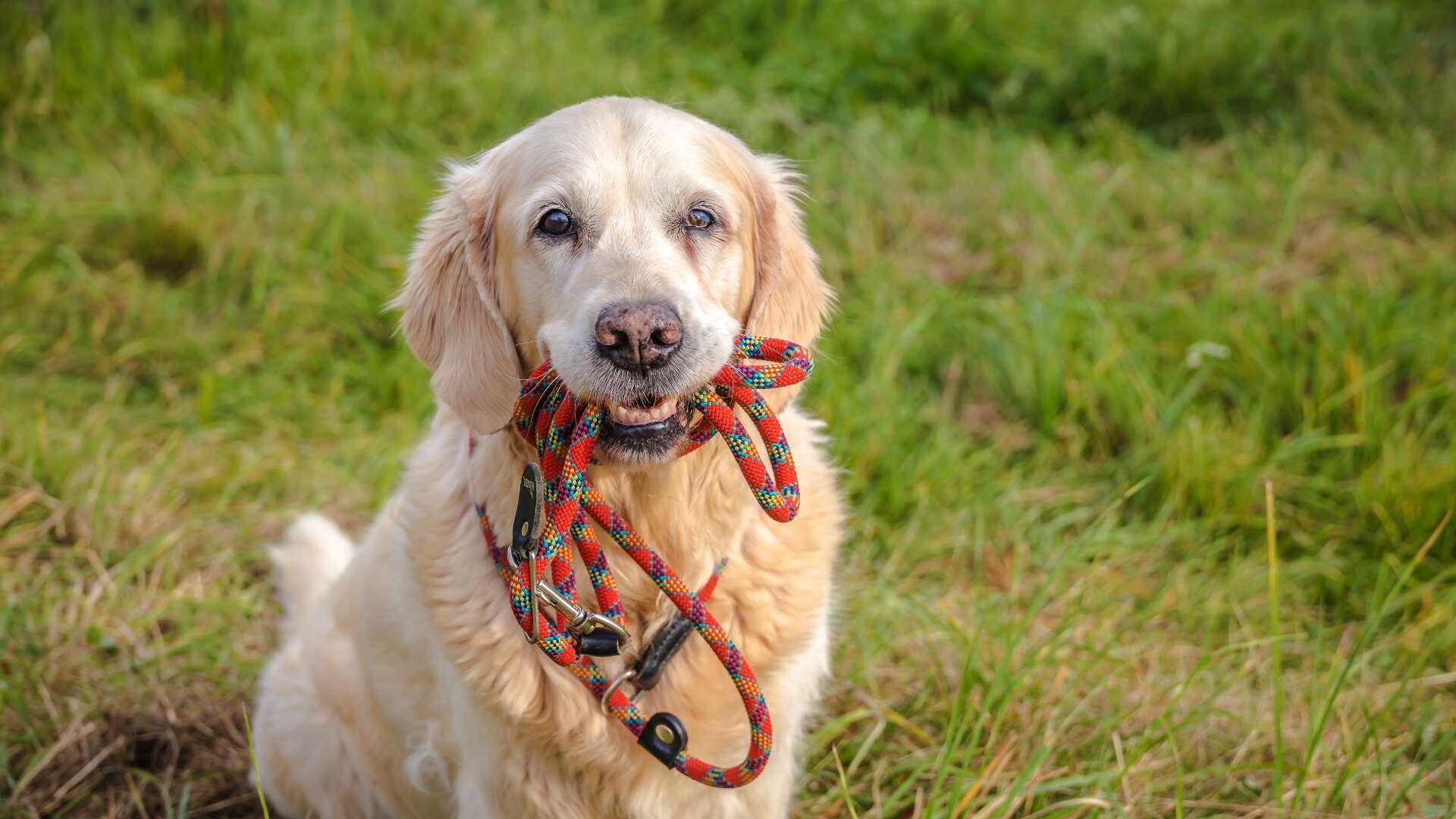 Un estudio confirma la edad real de los perros con respecto a los humanos y desmonta todo lo que sabíamos: mucho más que 7 años